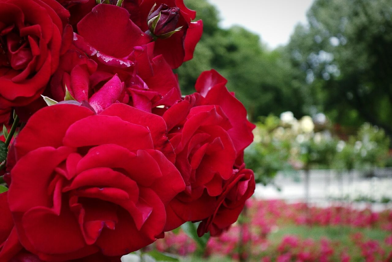 Close-up of red roses against blurred background
