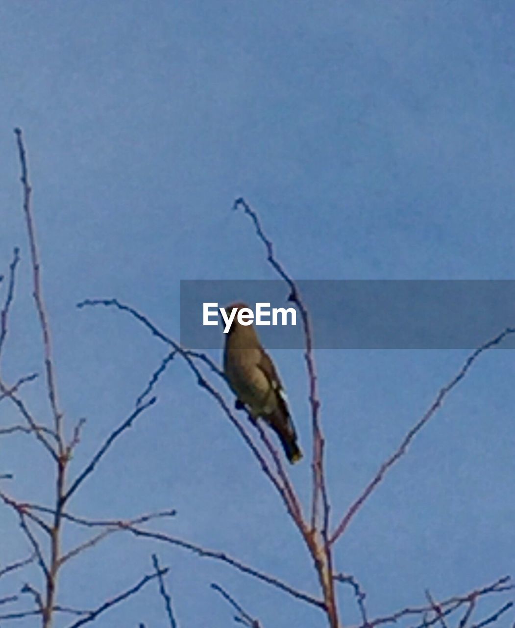 LOW ANGLE VIEW OF BIRD PERCHING ON BARE TREE