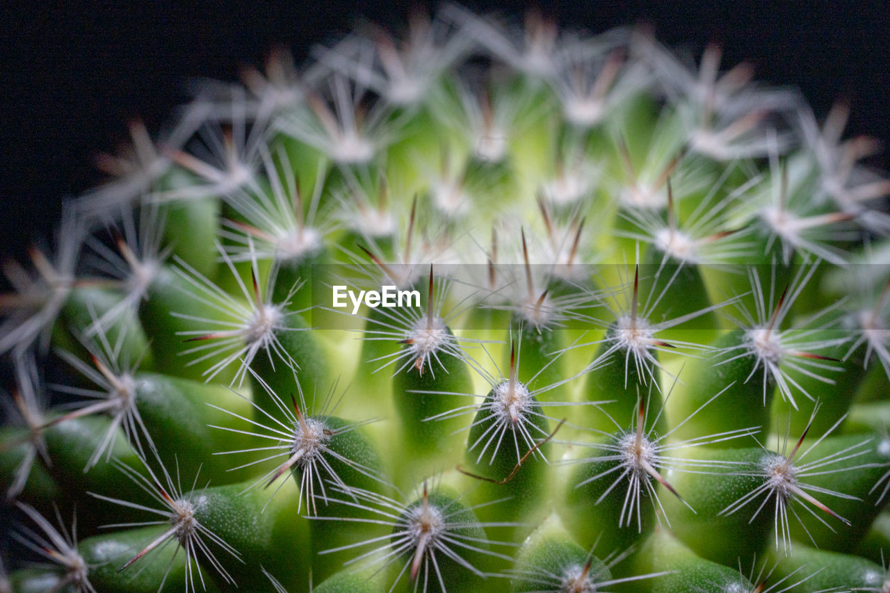 Close-up of cactus plant