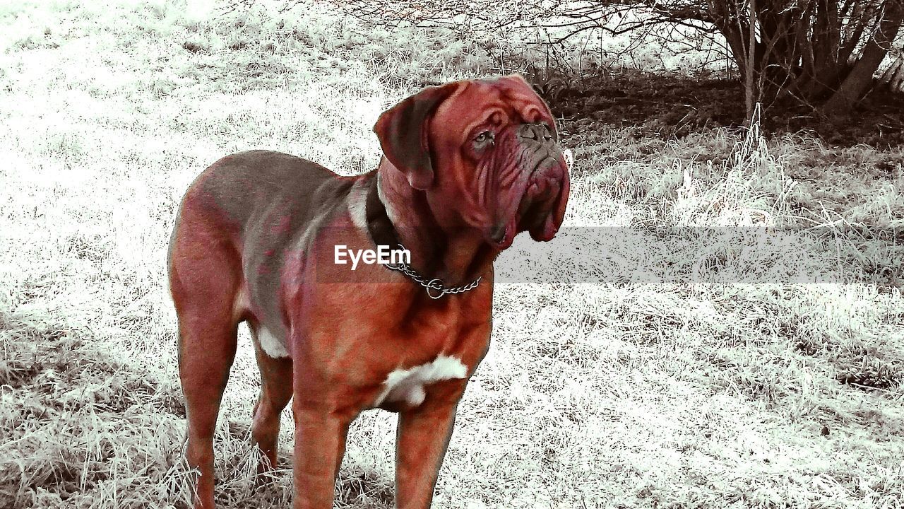 DOG STANDING ON FIELD