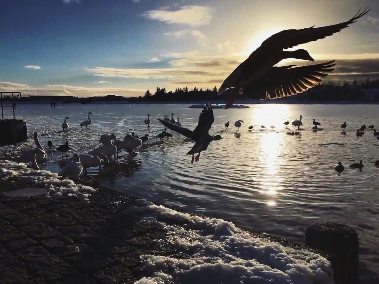 FLOCK OF BIRDS FLYING OVER SEA AGAINST SKY