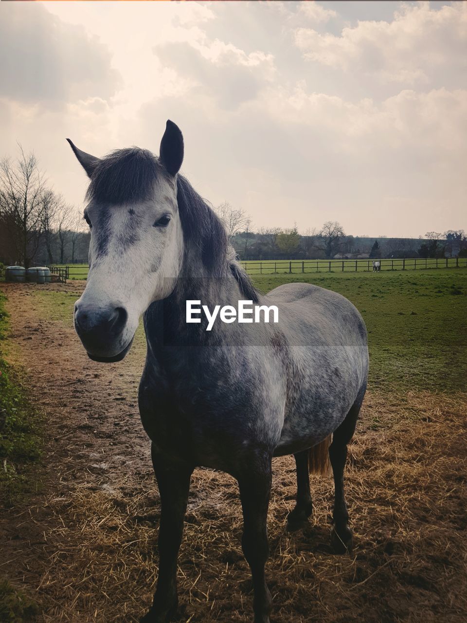 Horse standing in ranch