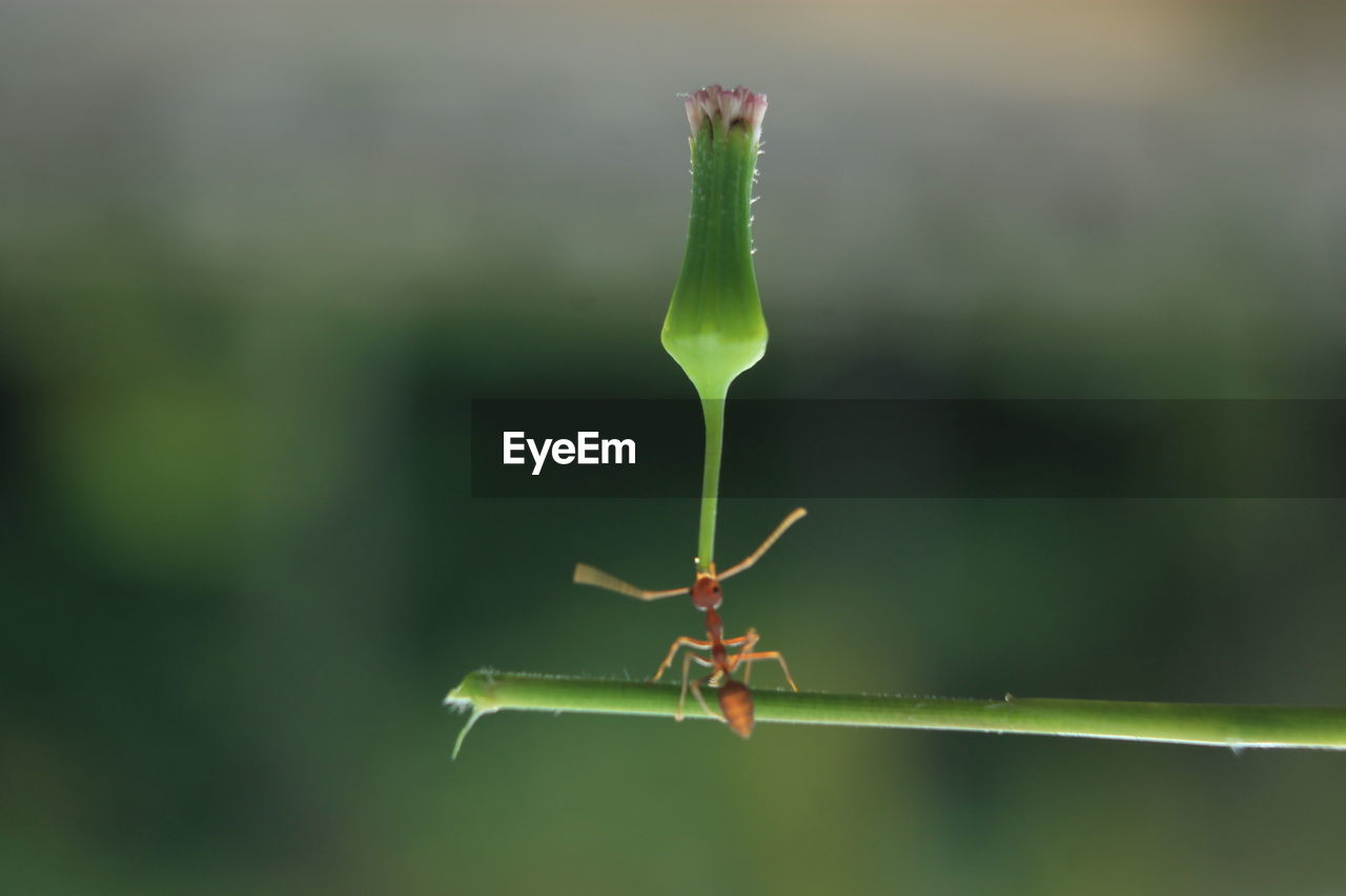 green, animal themes, animal, insect, animal wildlife, nature, one animal, plant stem, close-up, macro photography, wildlife, focus on foreground, leaf, no people, plant, dragonflies and damseflies, dragonfly, plant part, grass, beauty in nature, day, outdoors, macro, animal body part, water, flower, fragility