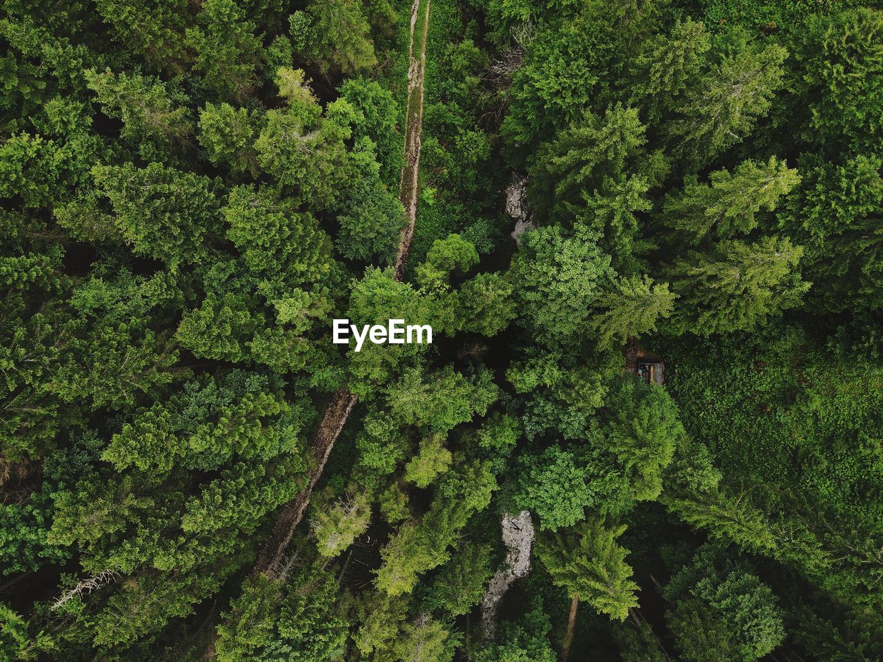 High angle view of trees in forest
