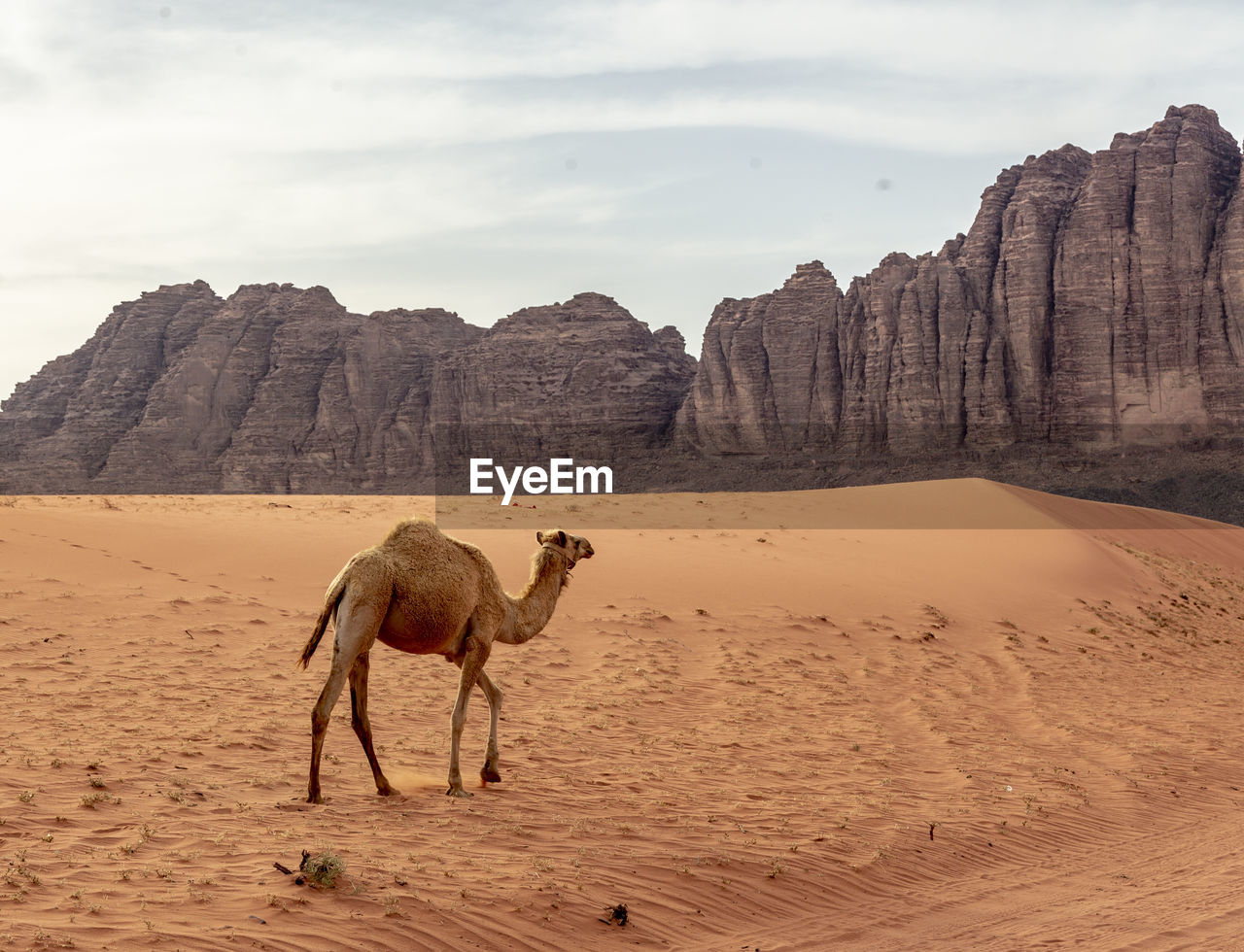 HORSE IN A DESERT