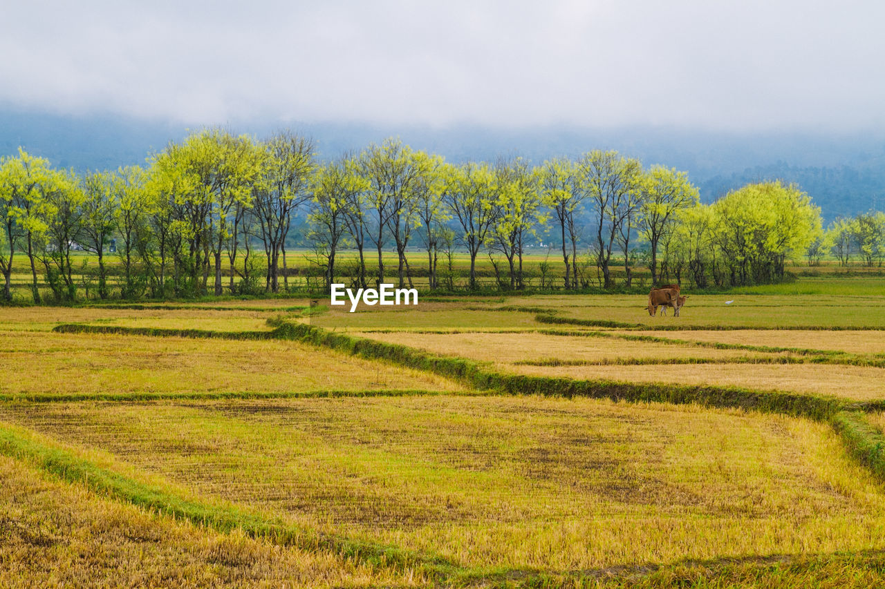 Scenic view of trees on field against sky