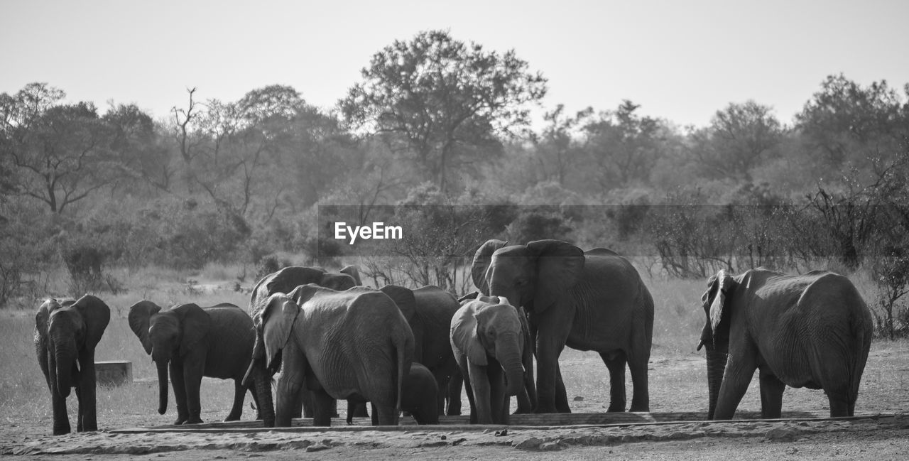 View of elephants walking on field