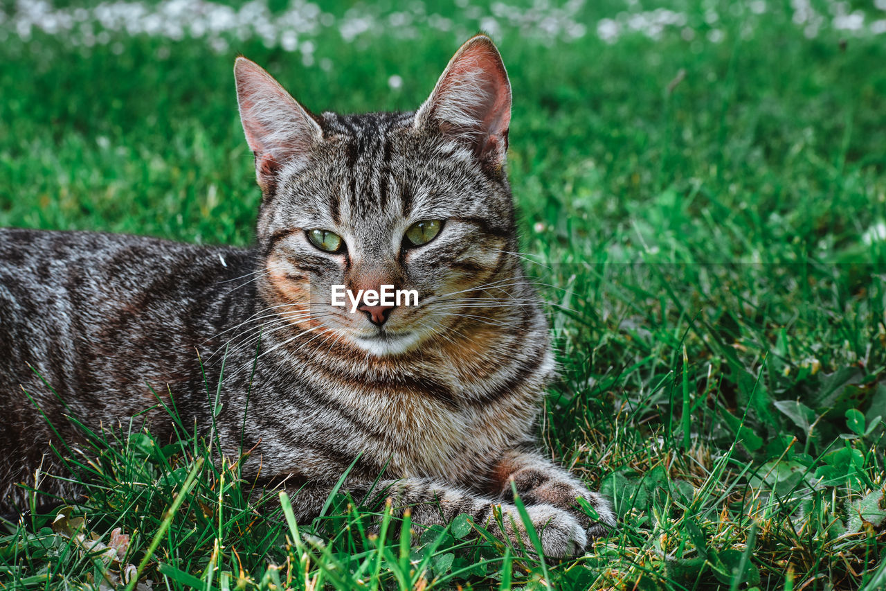 PORTRAIT OF TABBY CAT ON GRASS