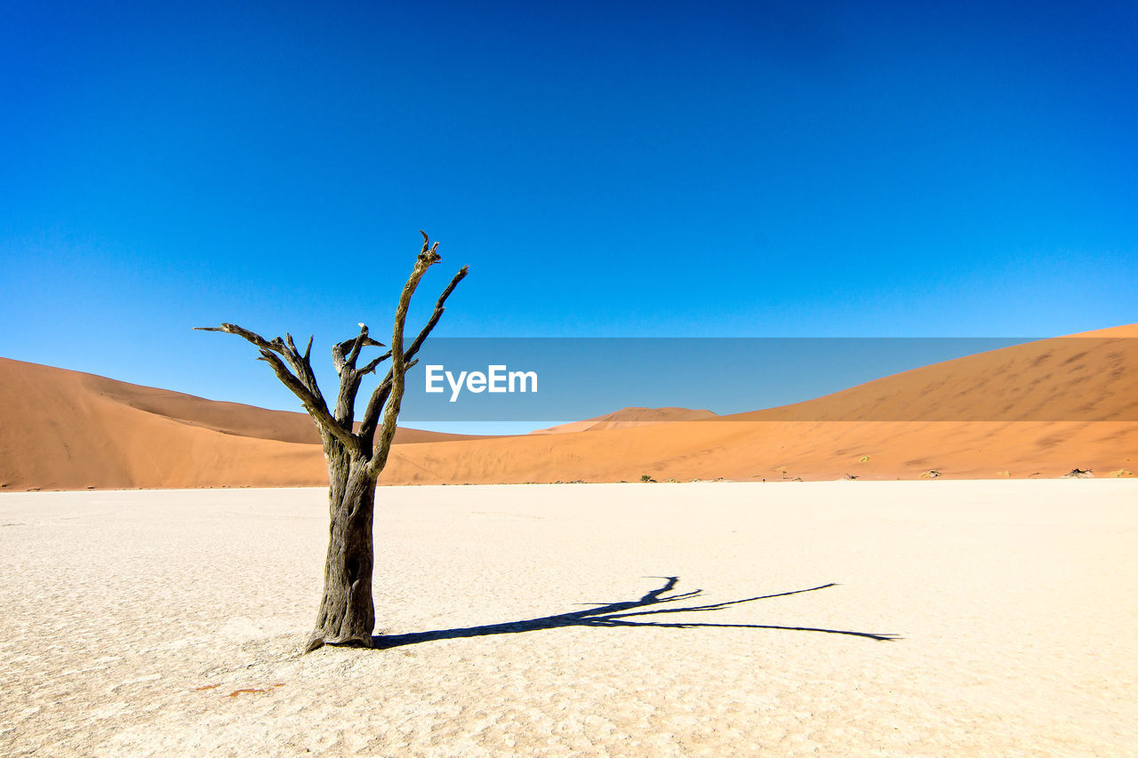 Dead tree on desert against clear blue sky