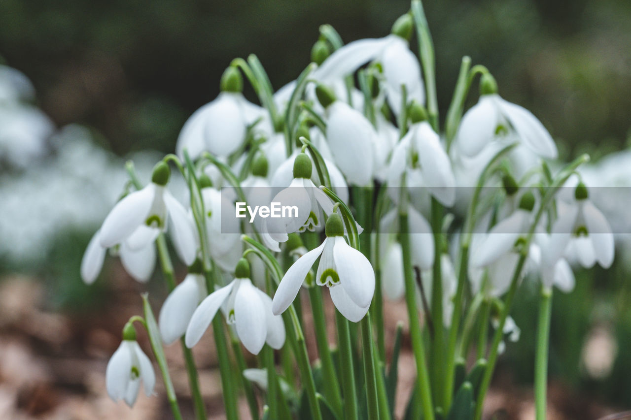 CLOSE-UP OF WHITE FLOWERING PLANT