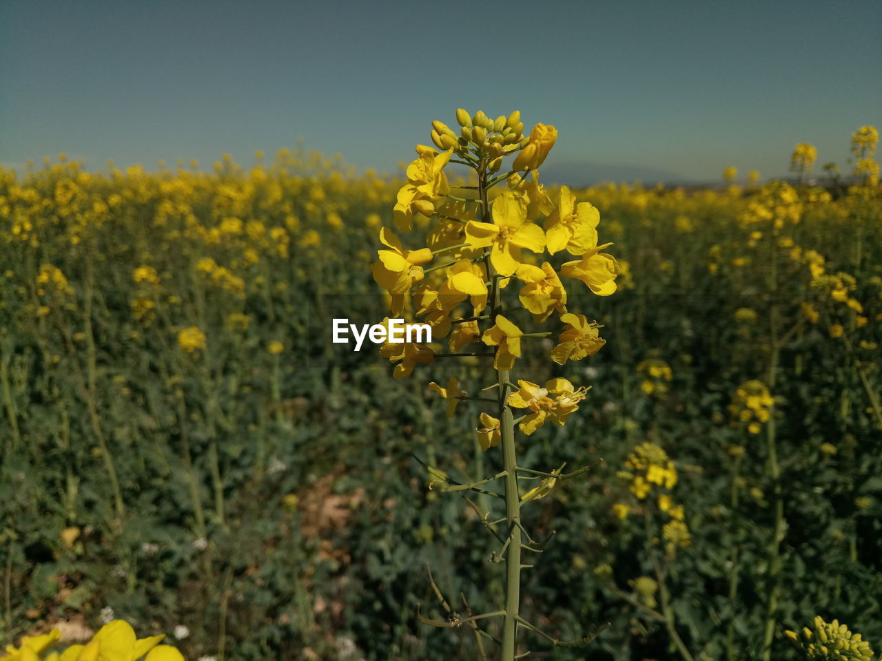 Close-up of fresh yellow flowering plants in field