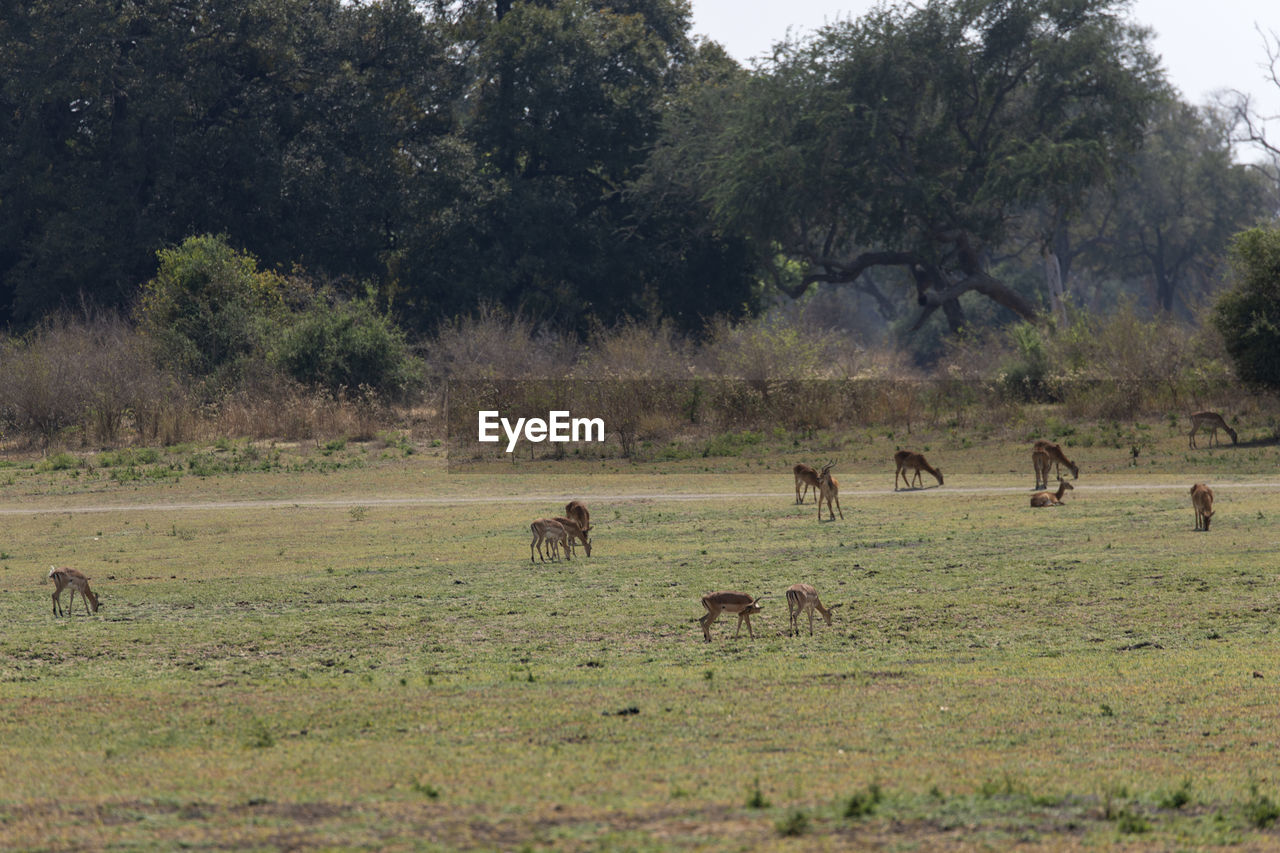 Flock of impalas grazing in a field