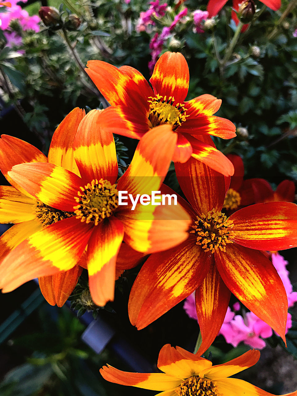 CLOSE-UP OF ORANGE FLOWERING PLANT