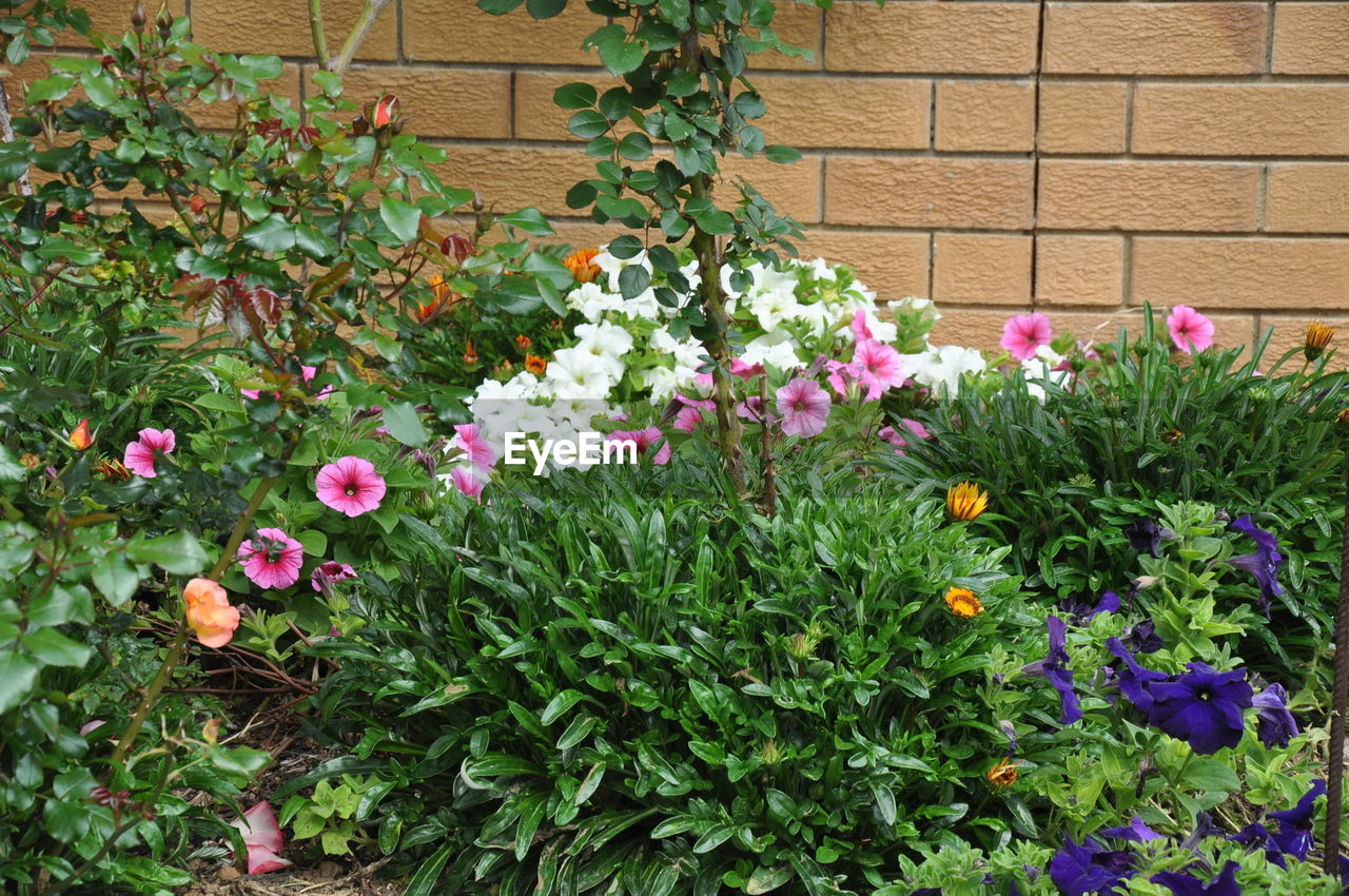 PINK FLOWERS IN BACKYARD