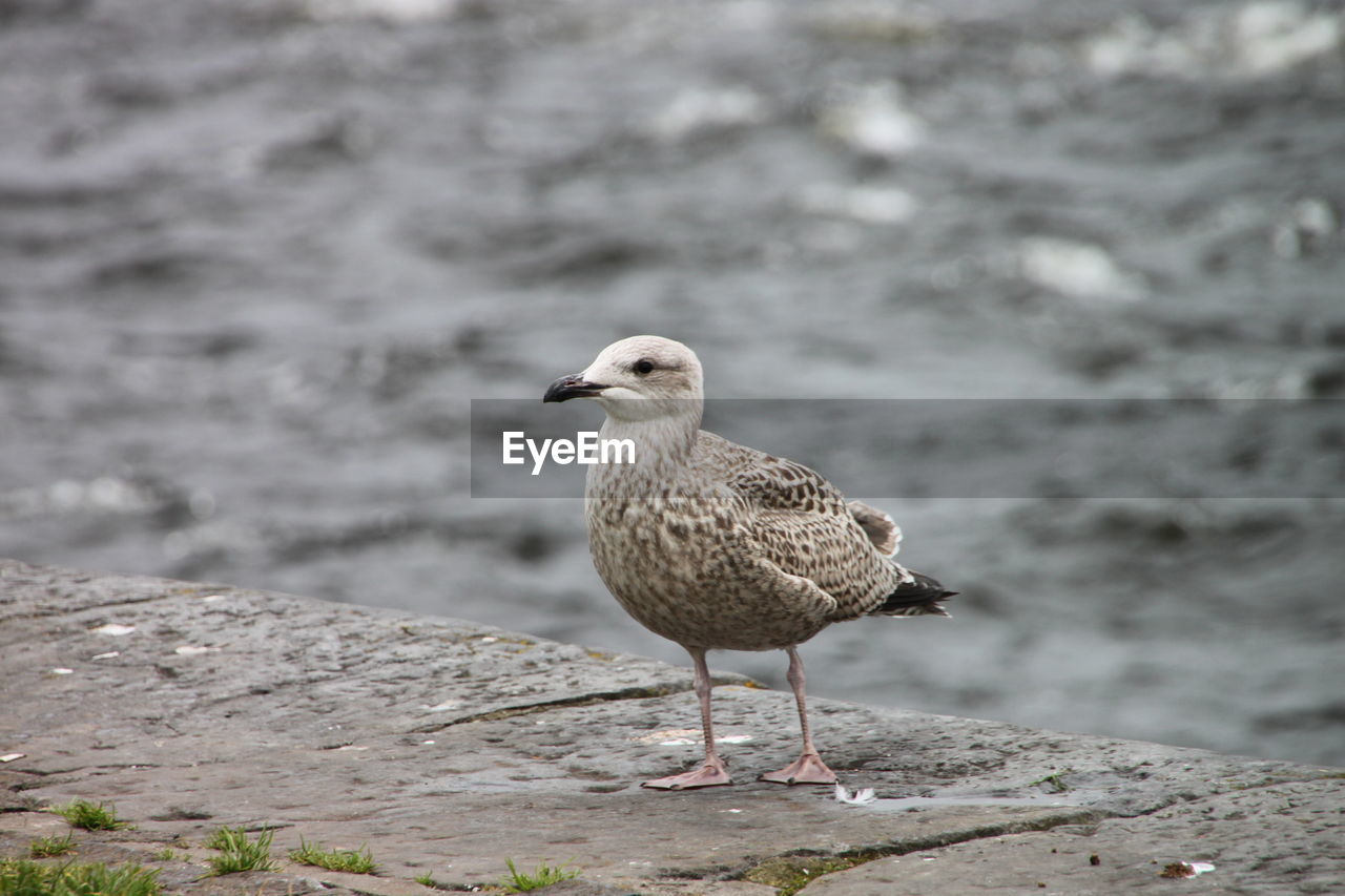 Close-up of pigeon on grass