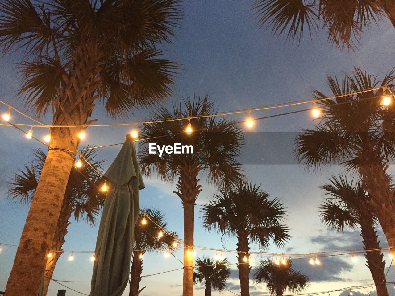 LOW ANGLE VIEW OF ILLUMINATED PALM TREES AGAINST SKY