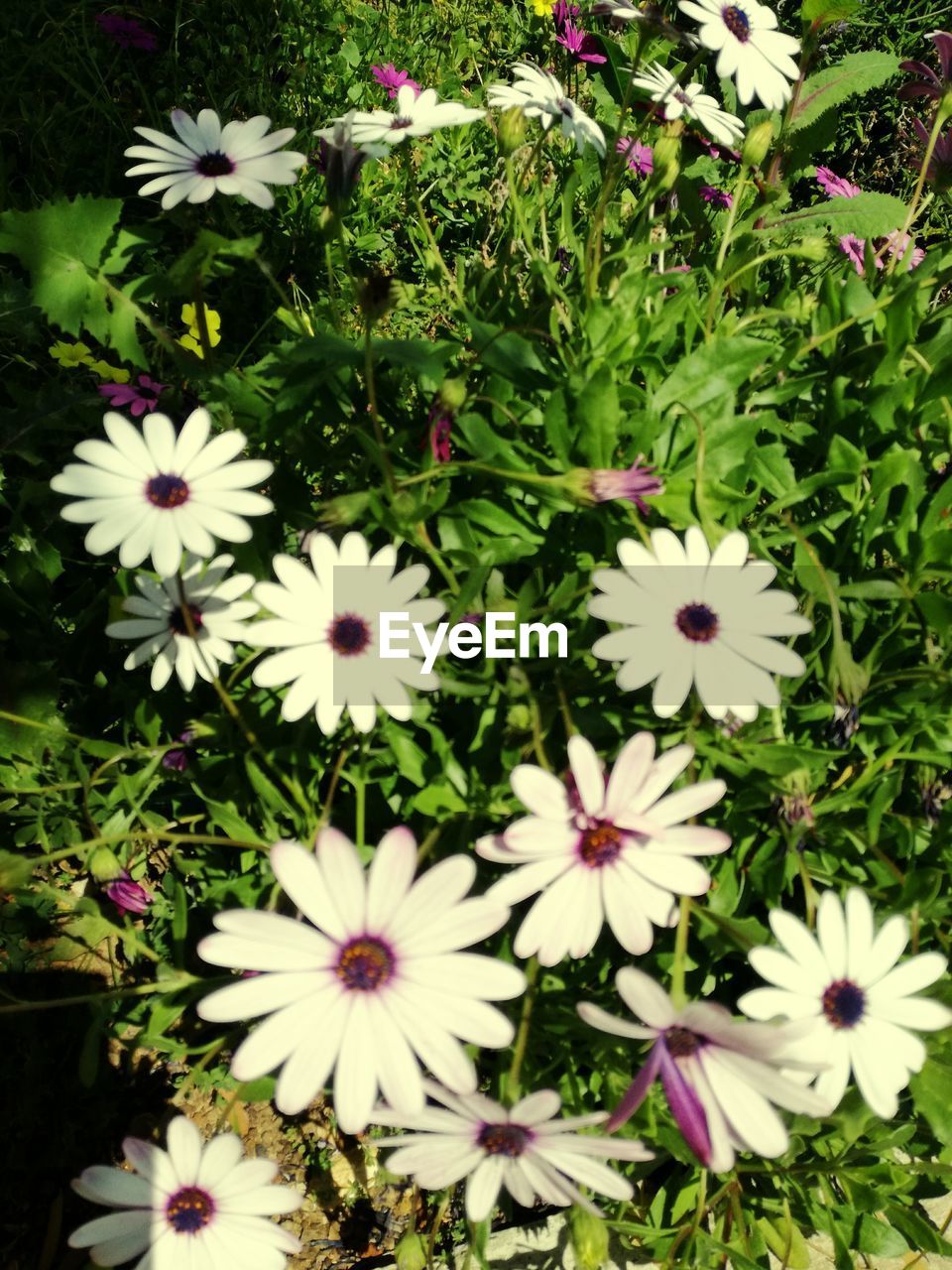 CLOSE-UP OF WHITE FLOWERS BLOOMING IN PARK