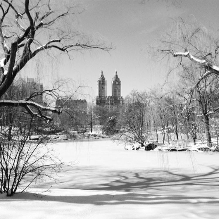 SNOW COVERED TREES IN CITY