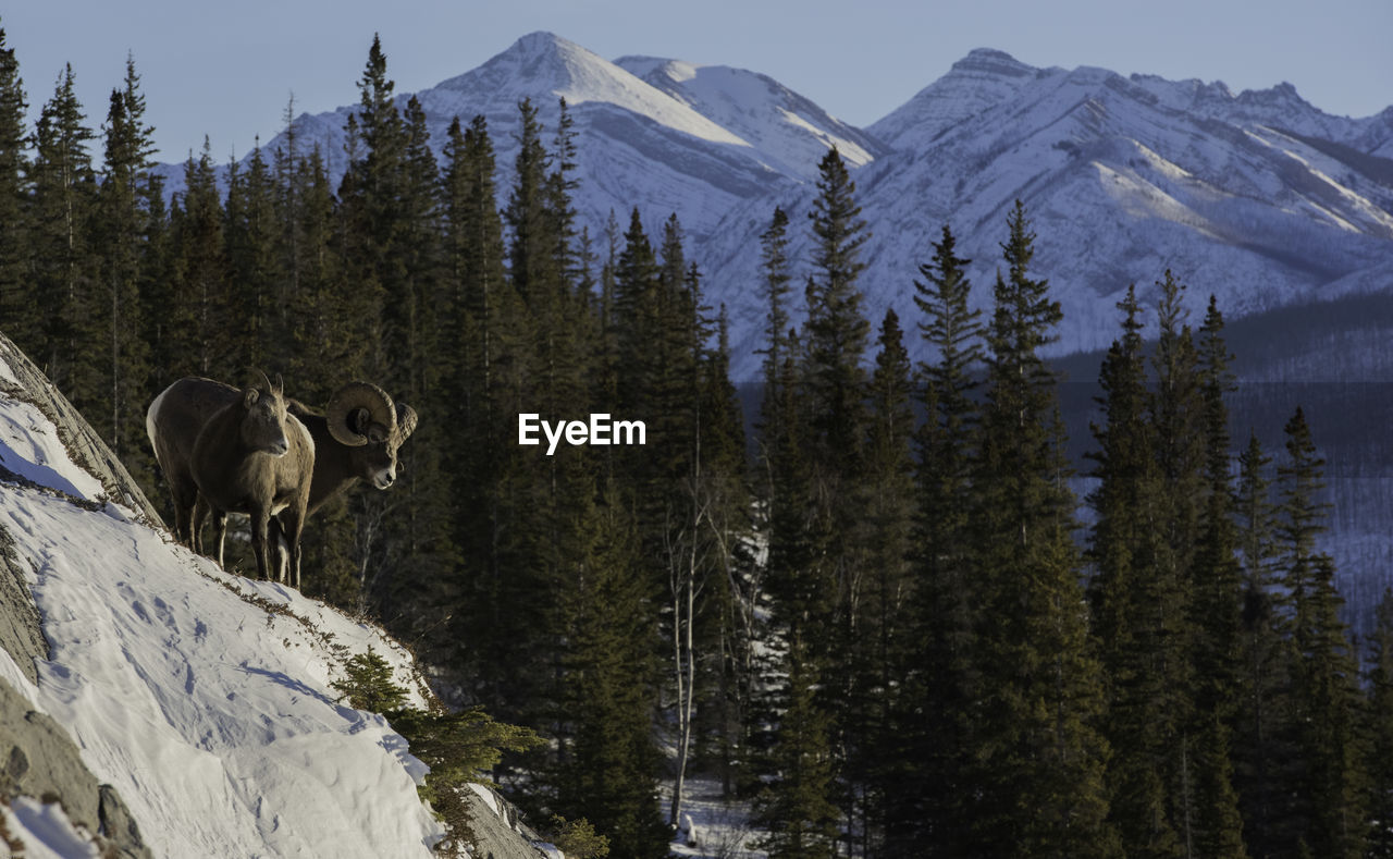 Bighorn sheep on mountain against trees