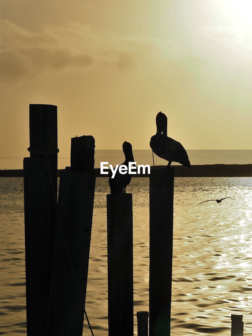 SILHOUETTE OF BIRD PERCHING ON WOODEN POST