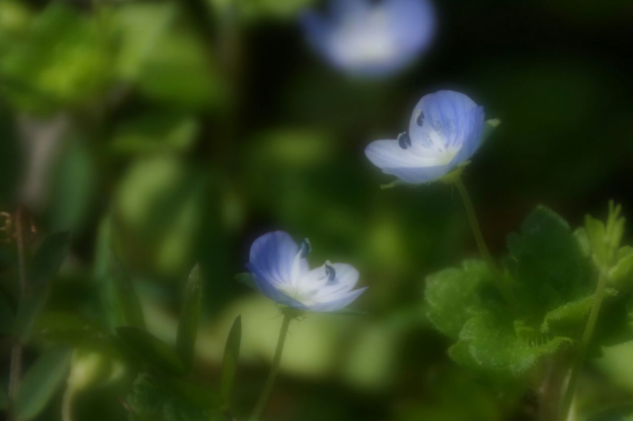 CLOSE-UP OF WHITE FLOWERS BLOOMING