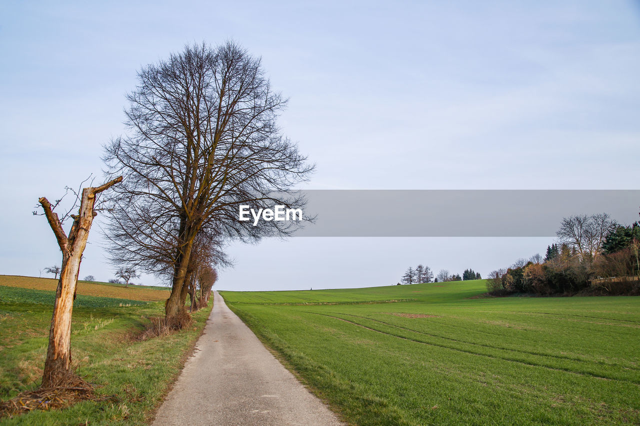 TREES ON GRASSY FIELD