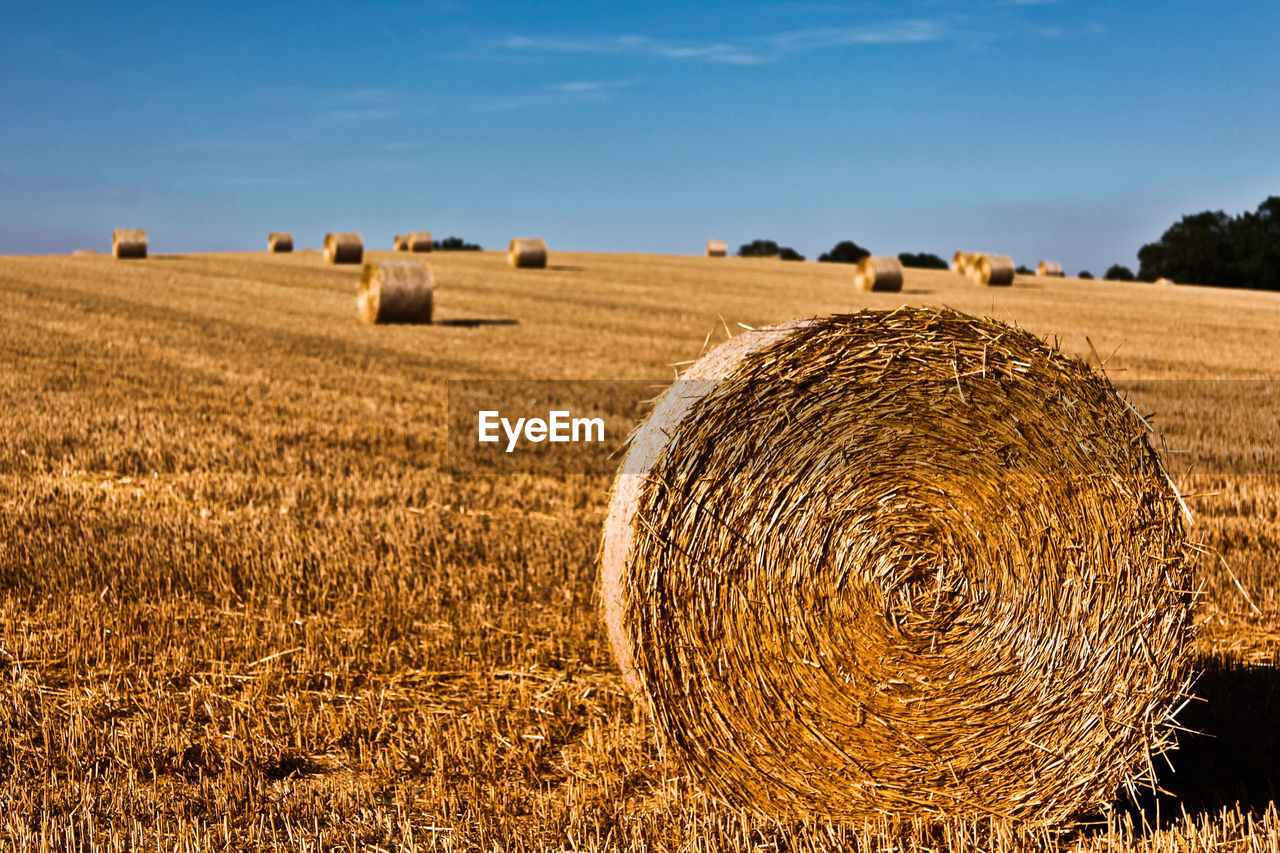 Scenic view of rural landscape