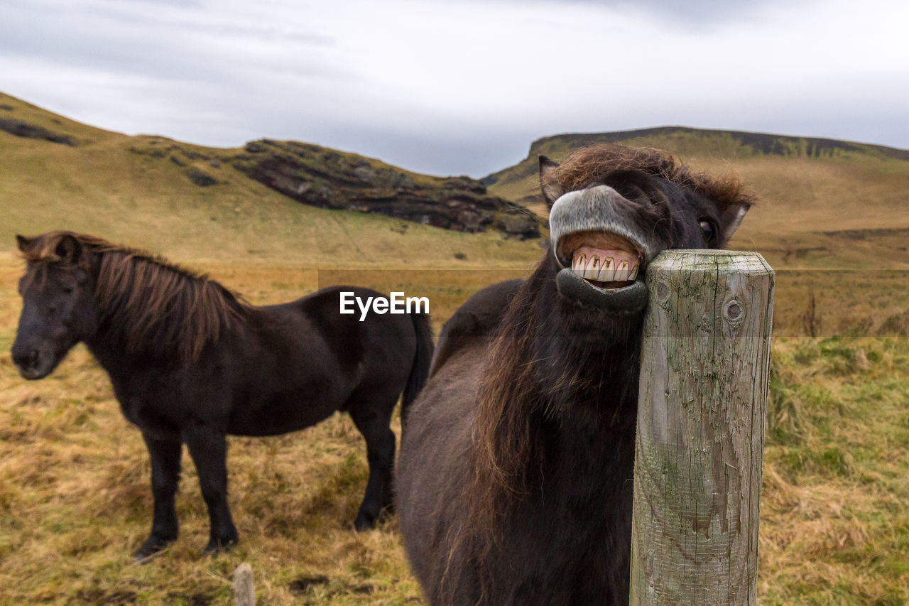 Horses on field by hill against sky