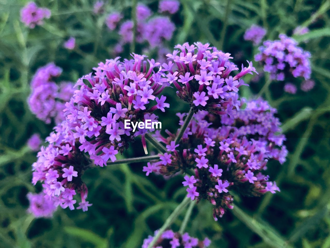 Close-up of purple flowering plants