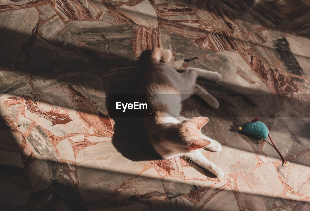 CAT RELAXING ON A FLOOR