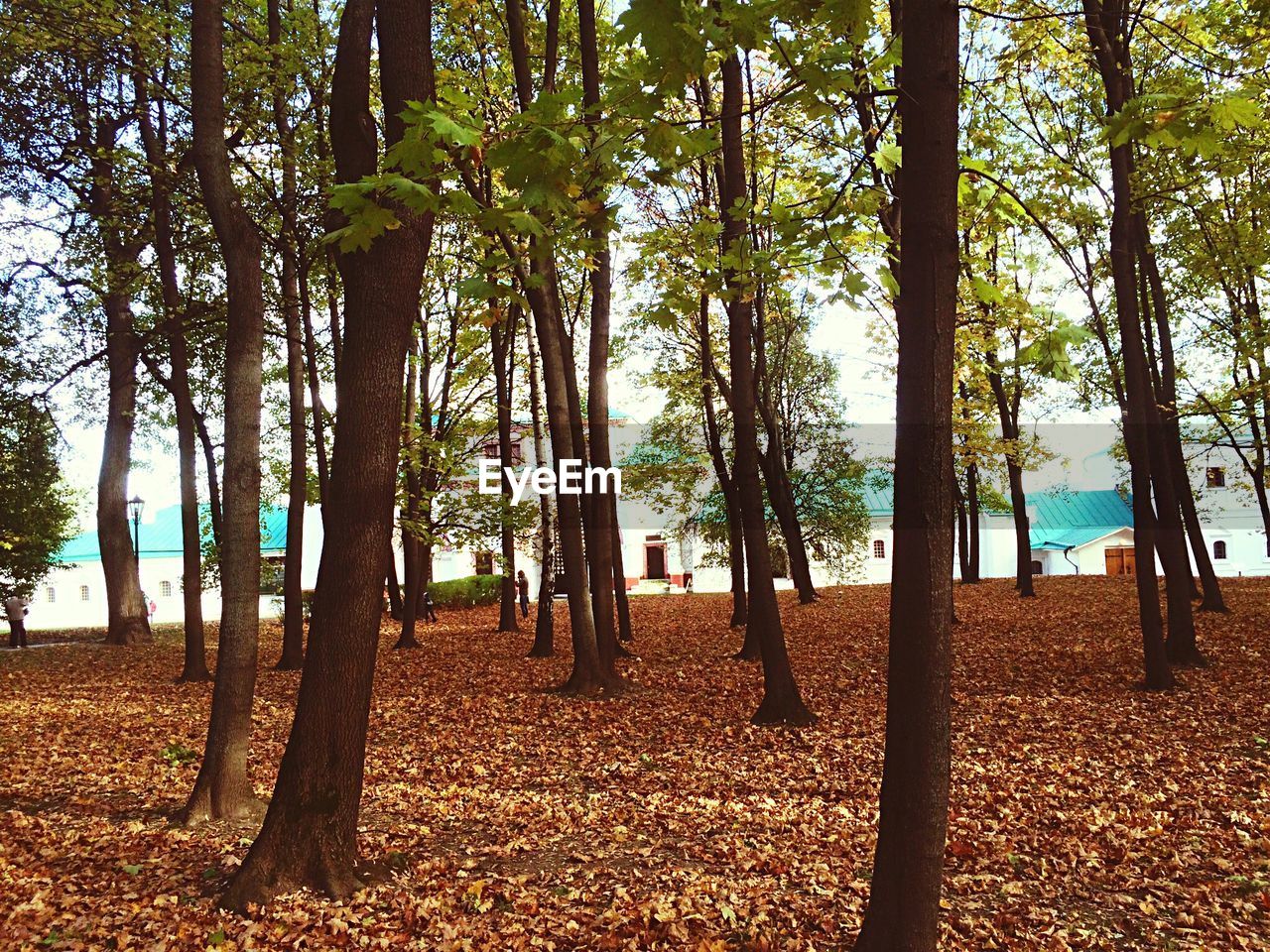 TREES IN SUNLIGHT