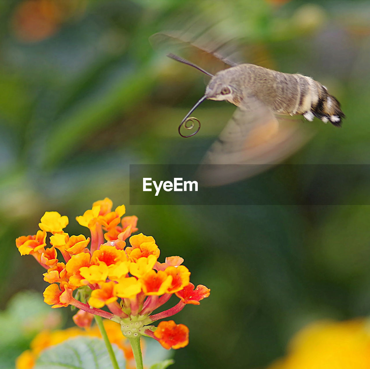 CLOSE-UP OF HONEY BEE ON FLOWER