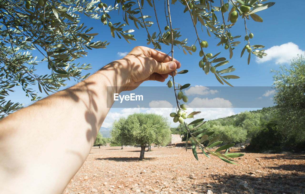 Cropped hand of person holding branch at farm