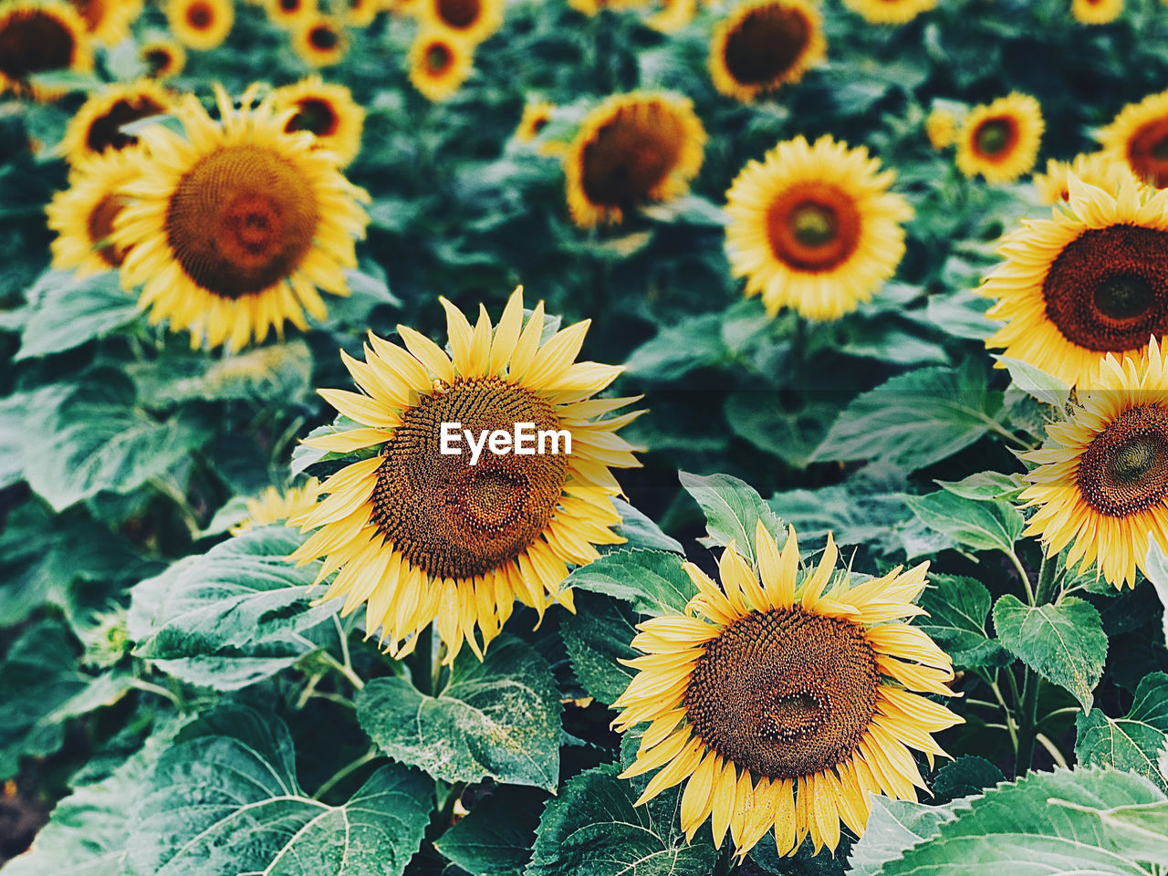 Close-up of sunflower