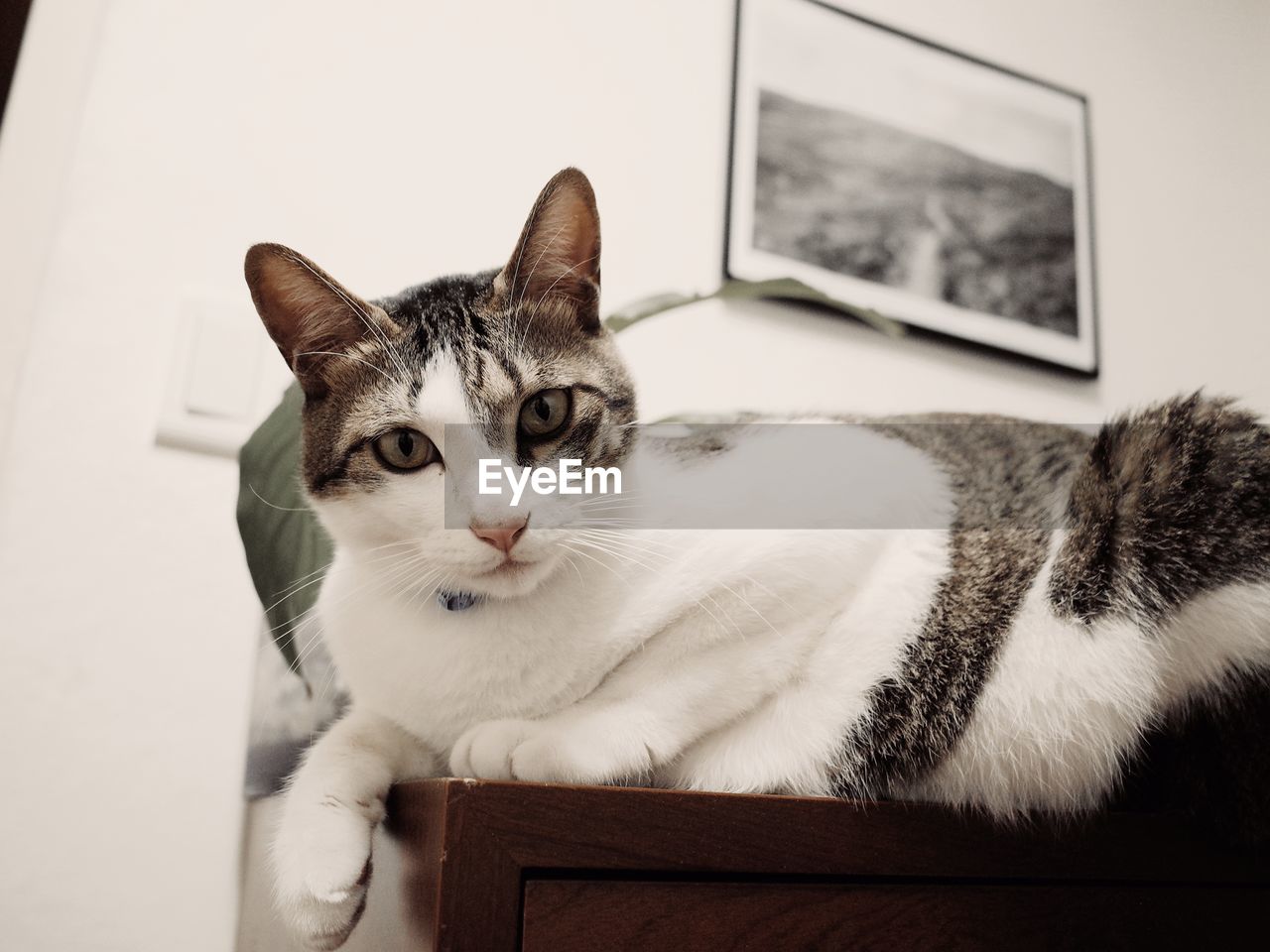 animal, animal themes, pet, domestic animals, mammal, domestic cat, cat, white, one animal, feline, whiskers, indoors, portrait, relaxation, small to medium-sized cats, looking at camera, felidae, no people, home interior, furniture, animal body part, cute, black, lying down
