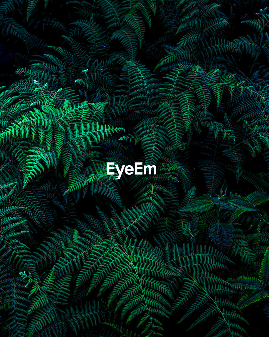 Closeup nature view of fern leaf background and dark tone