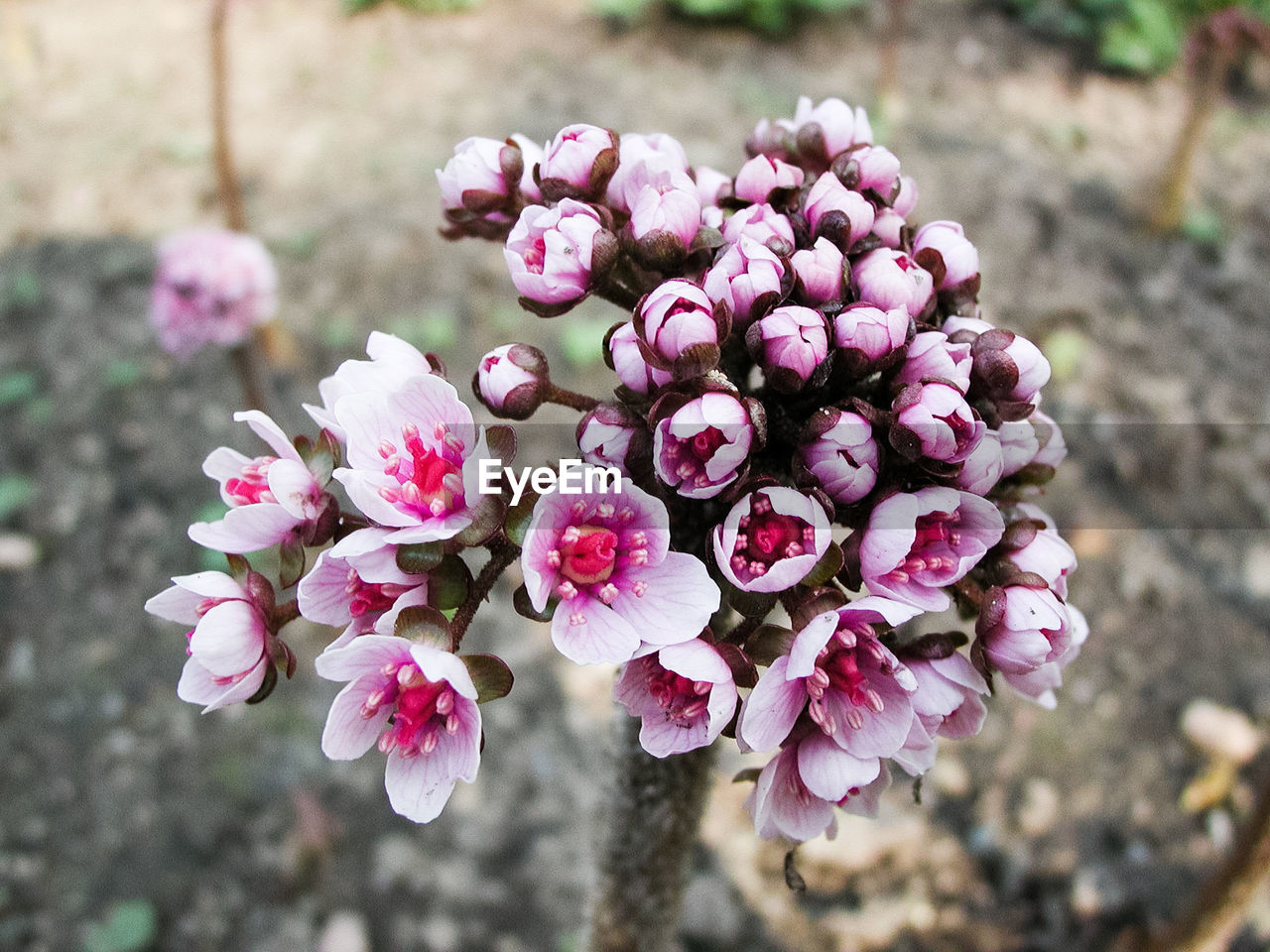 Close-up of pink flowers blooming outdoors