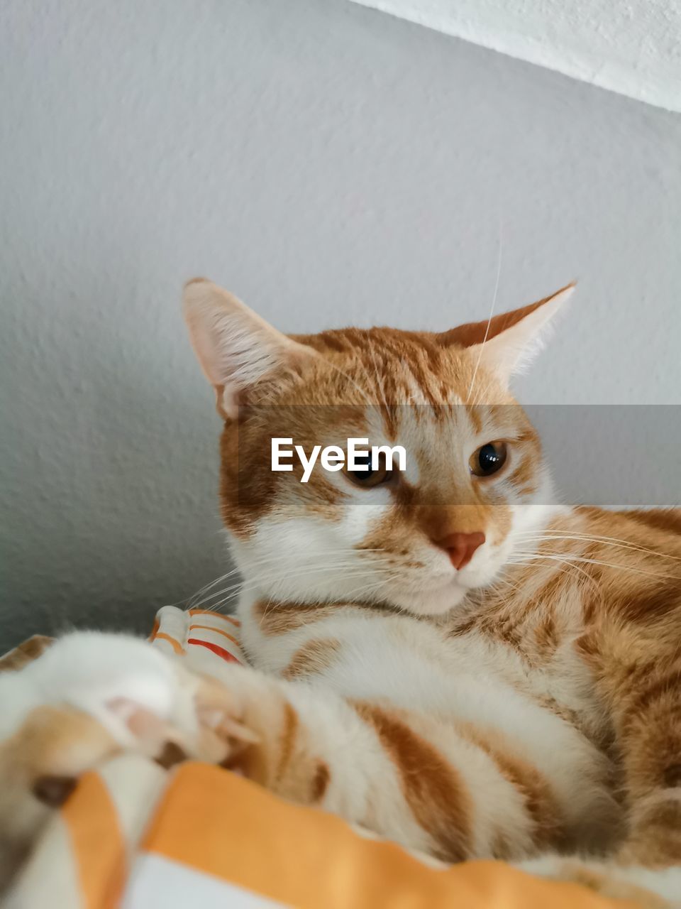 Close-up portrait of a cat