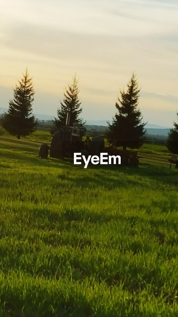 SCENIC VIEW OF GRASSY FIELD AGAINST SKY DURING SUNSET