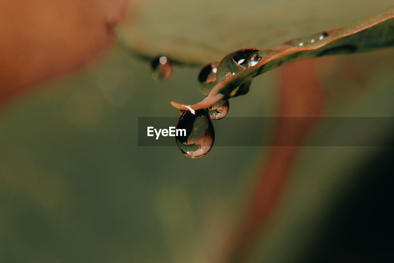 Close-up of water drops on leaves