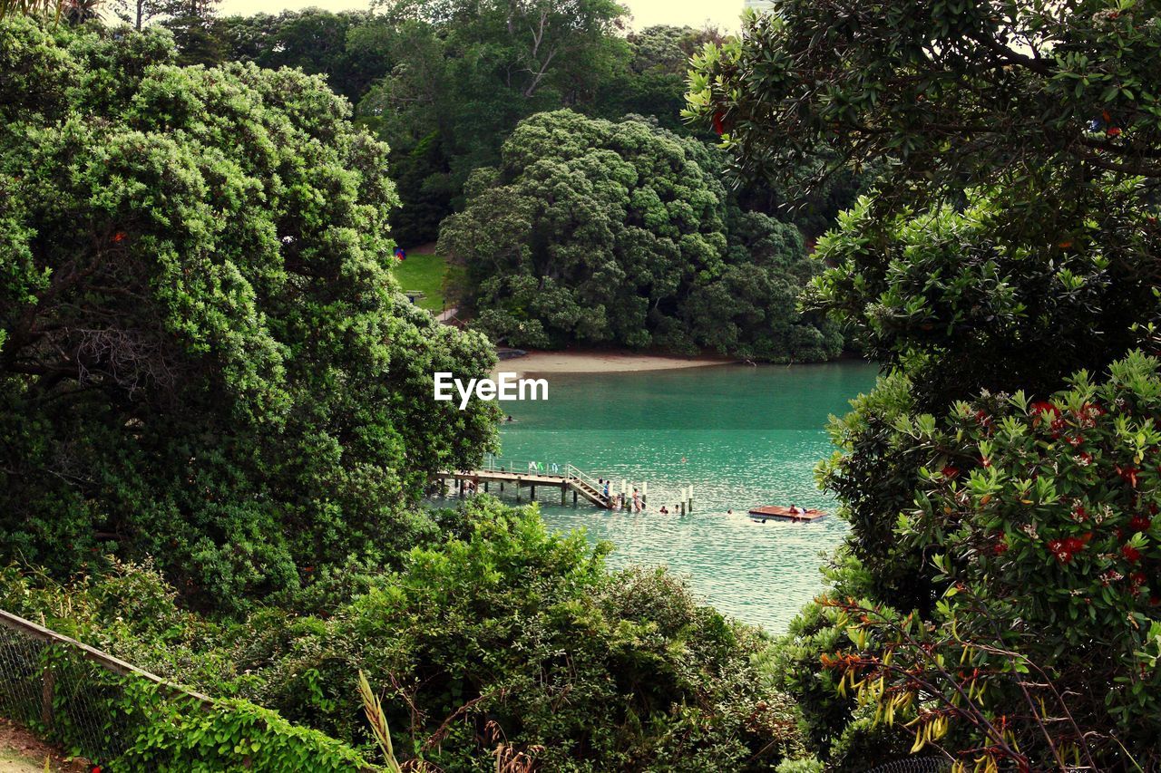 People in swimming pool amidst trees