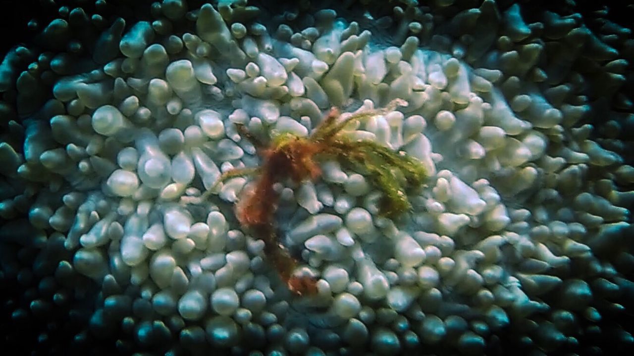 CLOSE-UP OF CORAL UNDERWATER