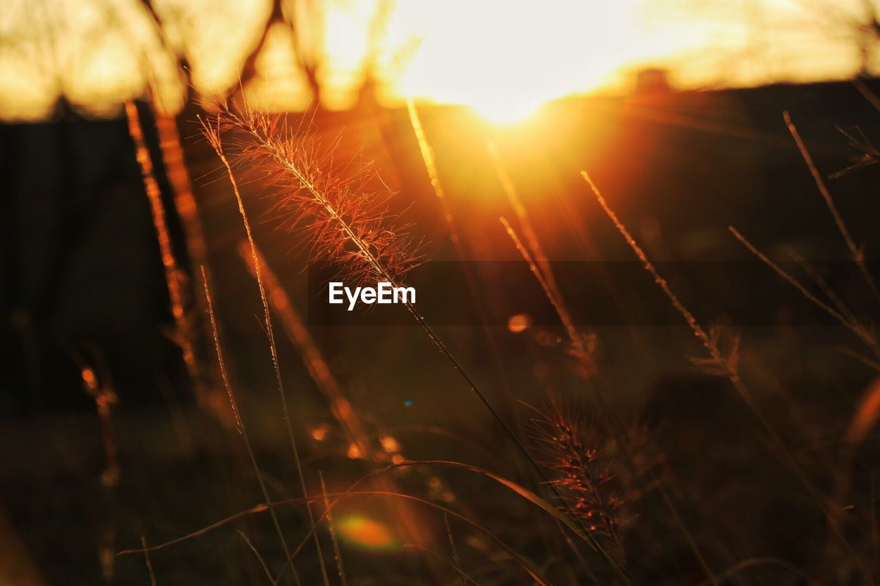 Close-up of grass on field against sky during sunset