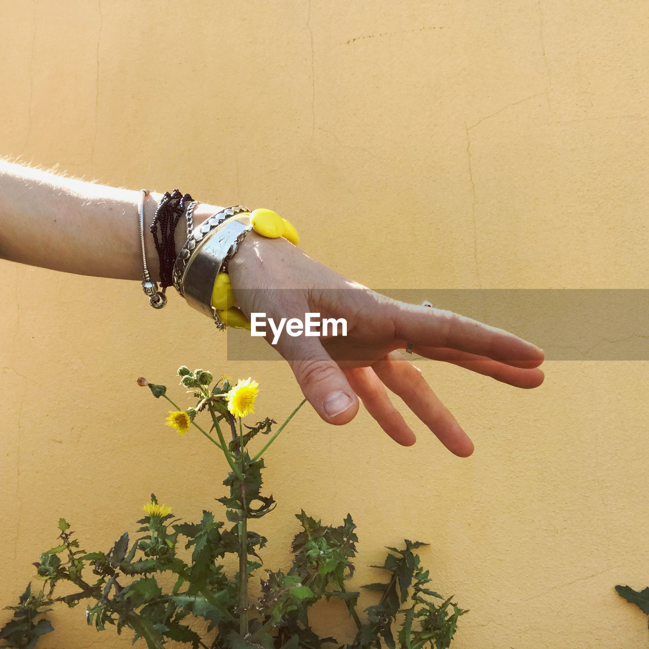 Cropped hand of woman holding plant