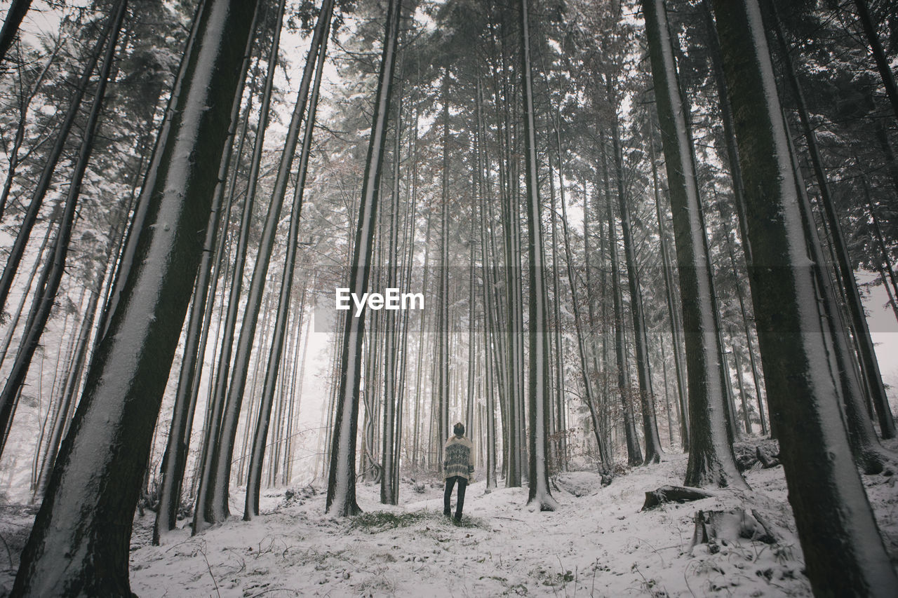 Trees in forest during winter