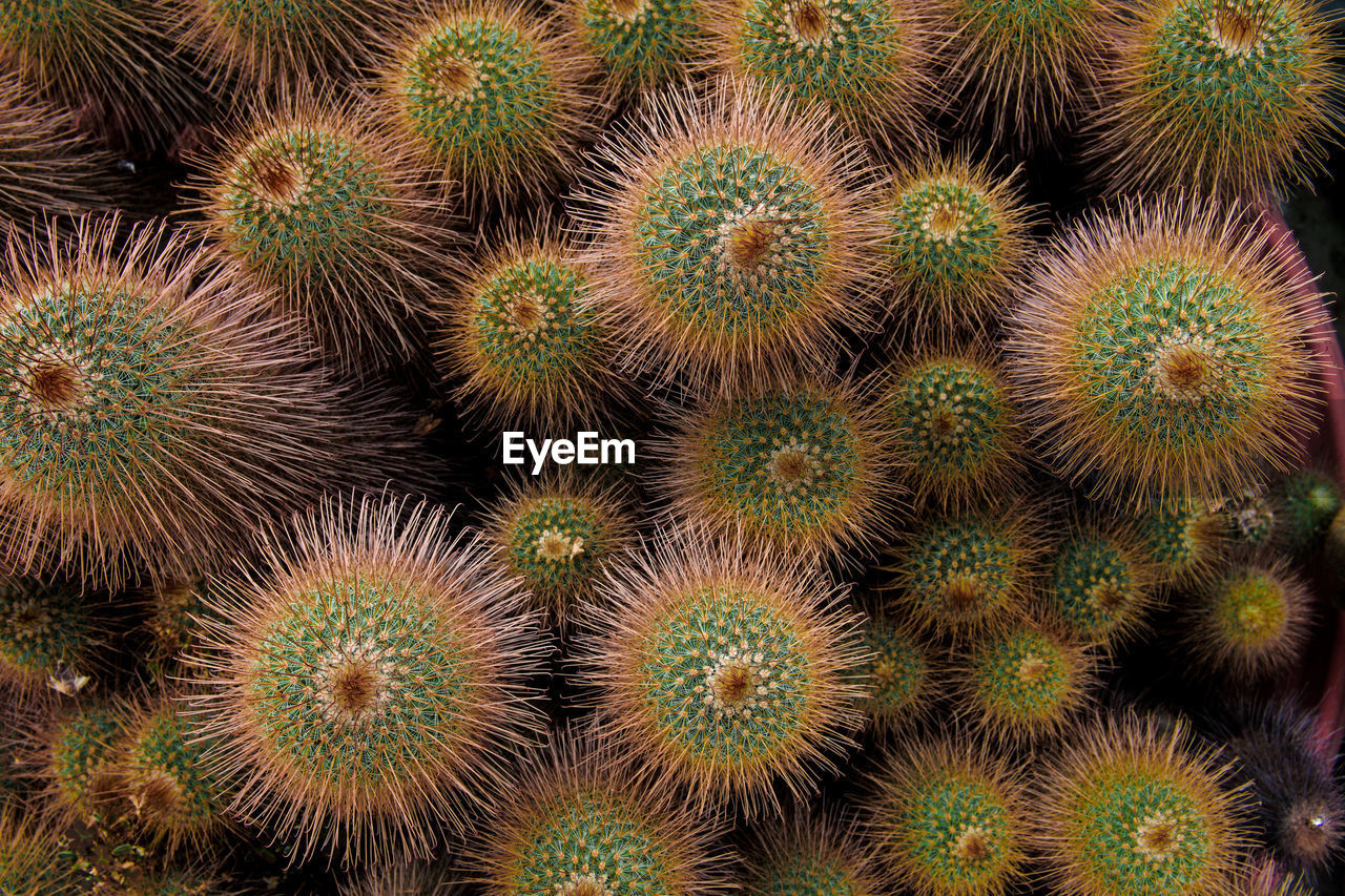 FULL FRAME SHOT OF SUCCULENT PLANTS