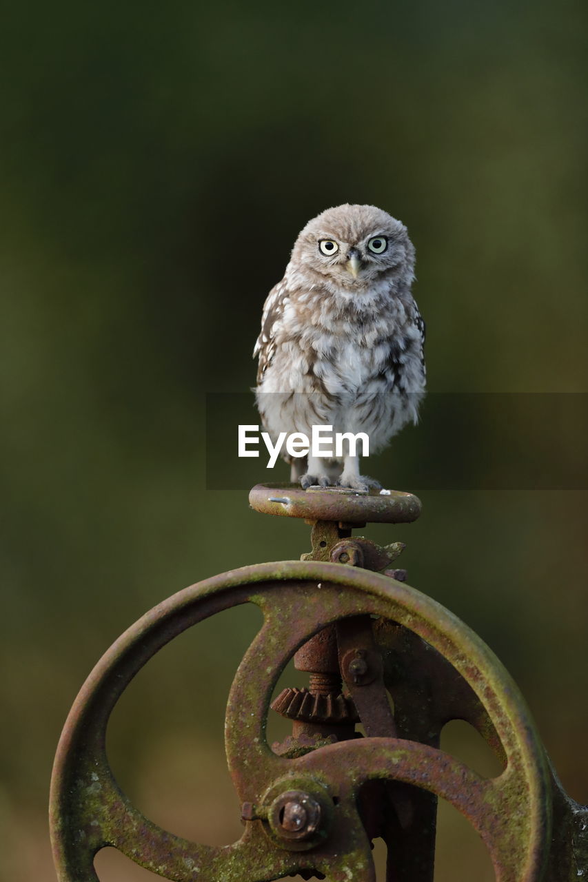 A little owl on a water valve wheel