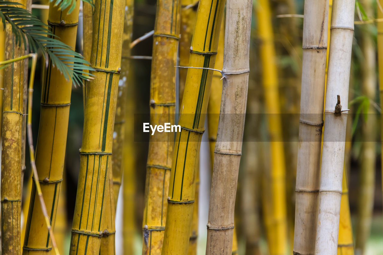 Close-up of bamboos growing on field