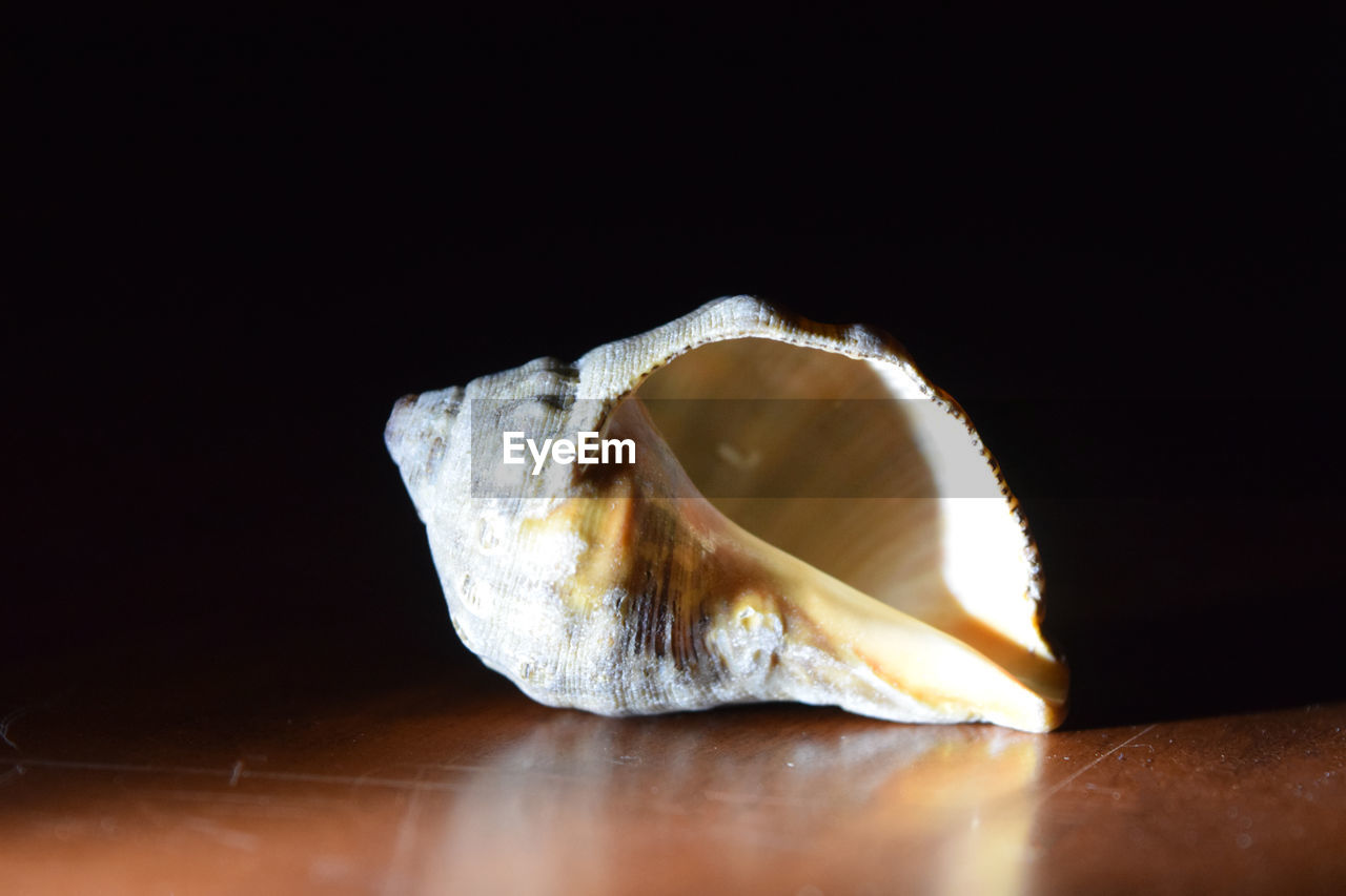 CLOSE-UP OF SEASHELL ON TABLE
