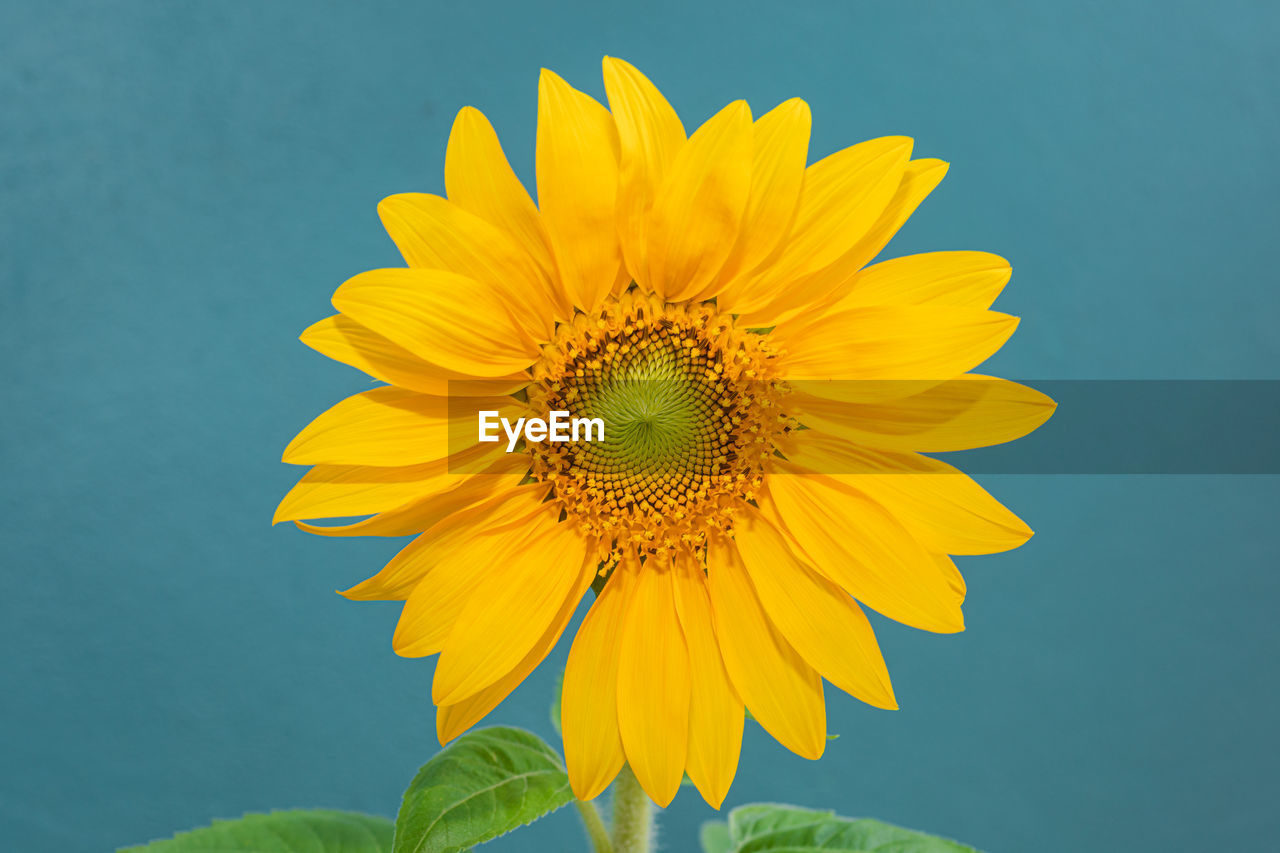 CLOSE-UP OF SUNFLOWER AGAINST CLEAR SKY